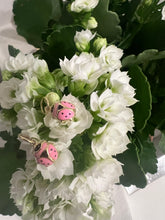 Load image into Gallery viewer, 14kg and Pink Enamel lady bugs
